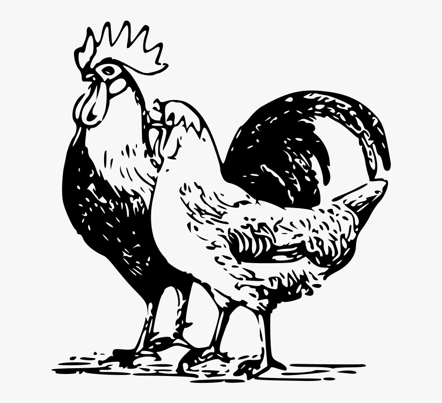 Art,livestock,fowl - Poultry Clipart, Transparent Clipart