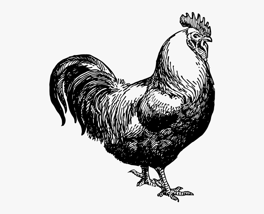 Chicken Black White Graphic - Rooster Clip Art Black And White, Transparent Clipart