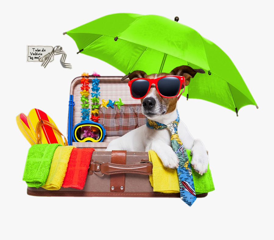 Holiday Russell Pet Vacation Jack Puppy Terrier Clipart - Summer Holiday Dog Funny, Transparent Clipart