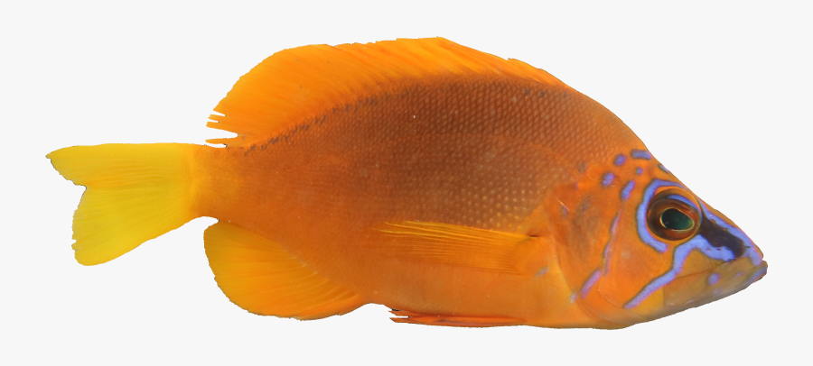 Hamlet - Pomacentridae - Holacanthus, Transparent Clipart