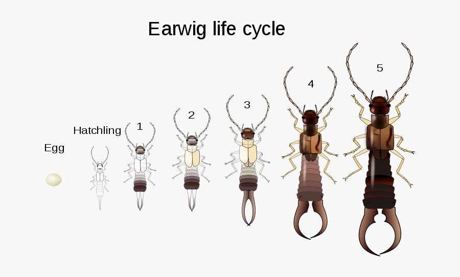 Clip Art Evolution Why Does The - Life Cycle Earwig, Transparent Clipart