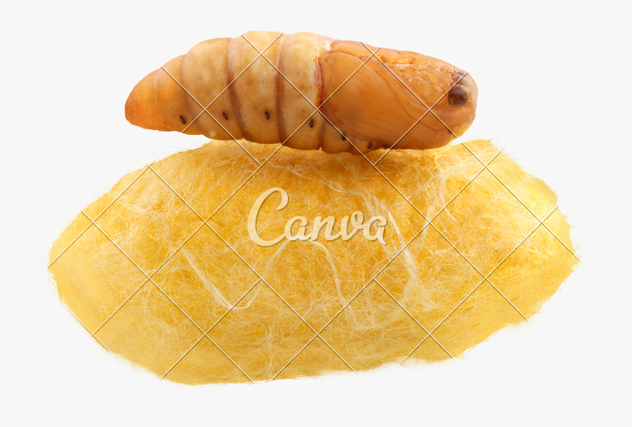 Clip Art Silkworm Cocoon - Bun, Transparent Clipart