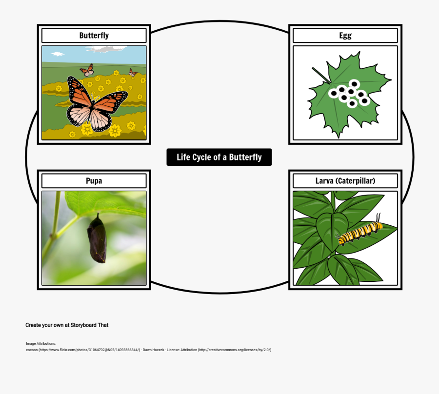 Transparent Butterfly Life Cycle Clipart - Butterfly Life Cycle Storyboard, Transparent Clipart
