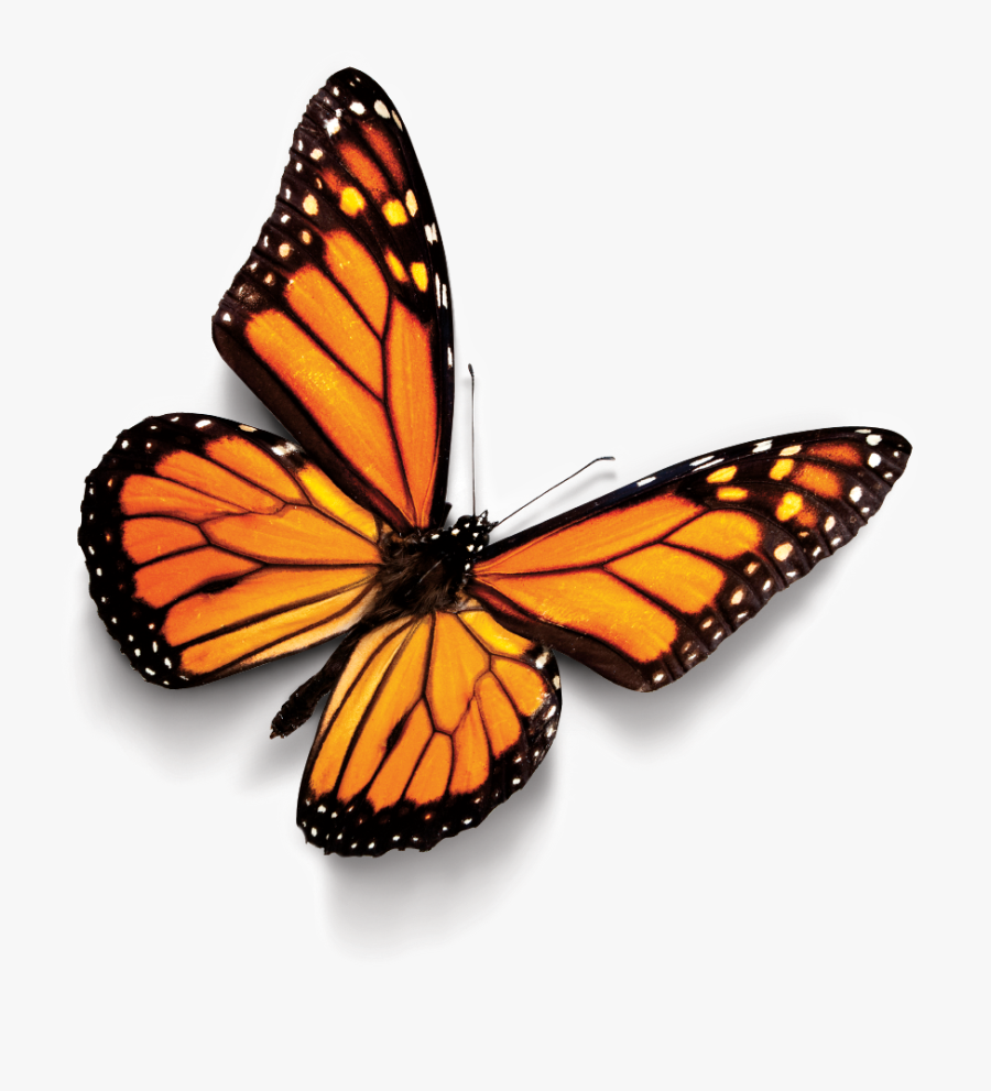 Acknowledge The Risk / 2 - Monarch Butterfly Clipart, Transparent Clipart