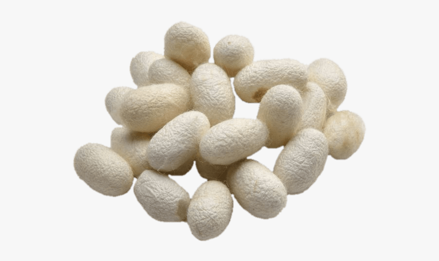 Silkworm Cocoons - Silk Worm Cocoon Transparent Background, Transparent Clipart