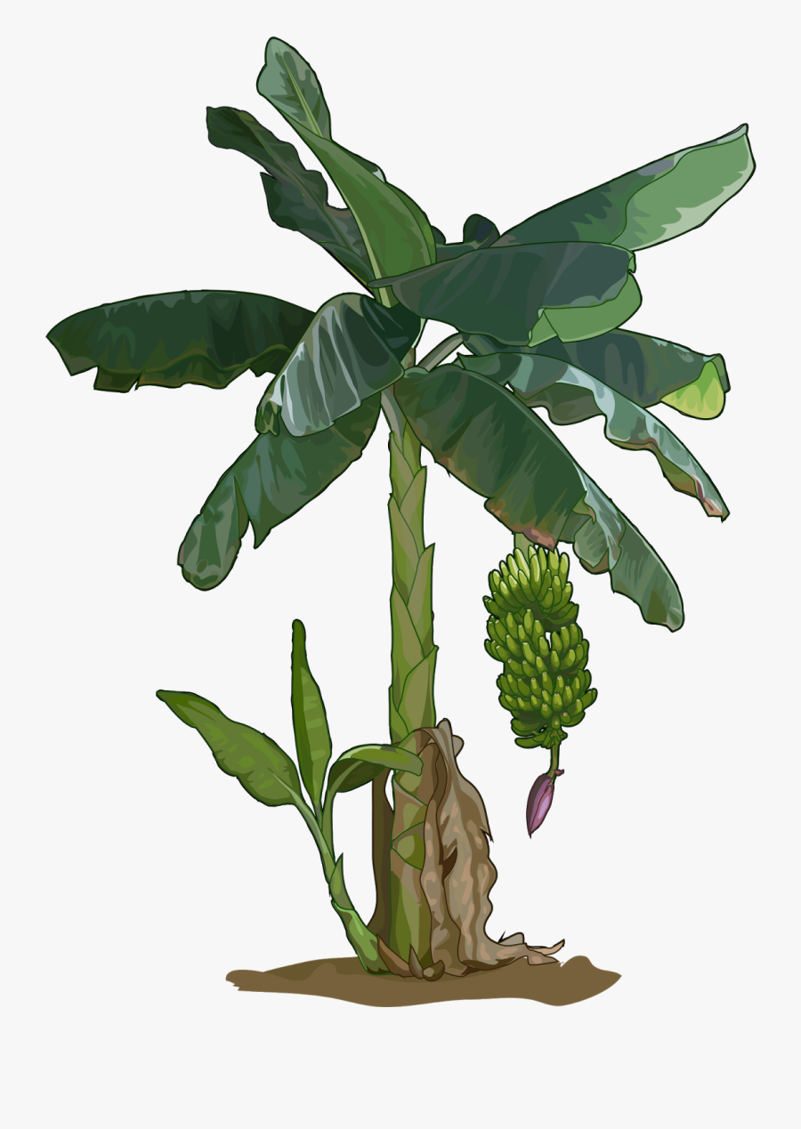 Planta De Banano Png, Transparent Clipart