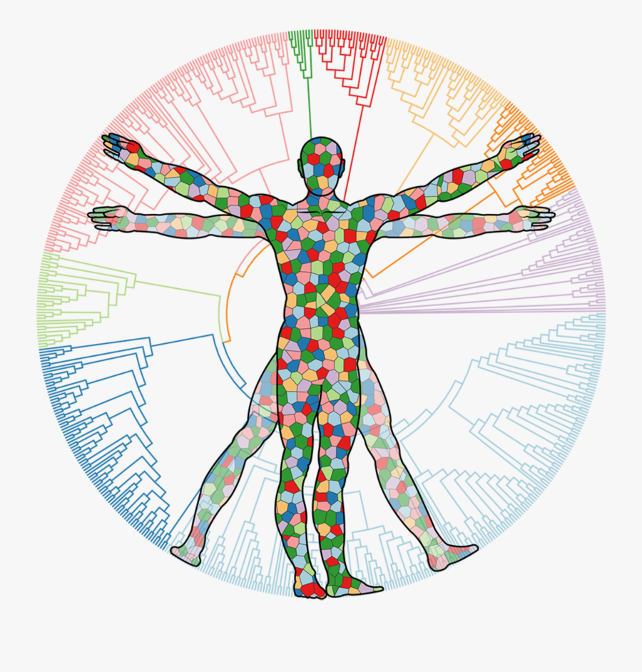 Circle, Transparent Clipart