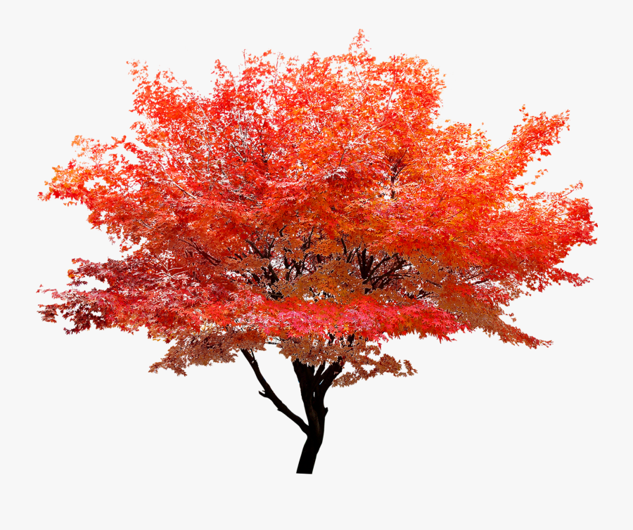 Red Maple Png - Maple Tree Transparent Background, Transparent Clipart
