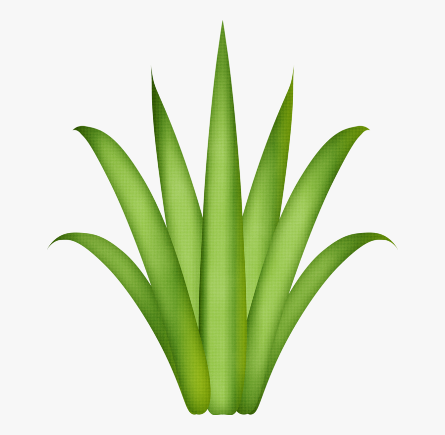 Festa Tropical Para Imprimir, Transparent Clipart