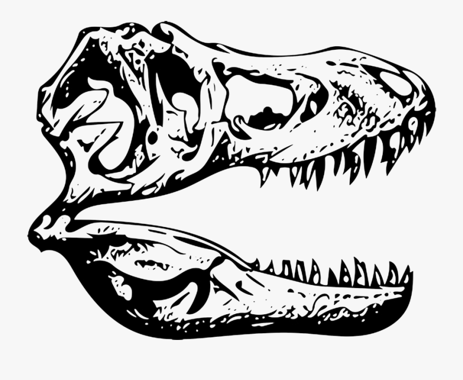 T Rex Skull Drawing Png, Transparent Clipart