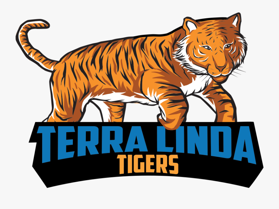 Siberian Tiger, Transparent Clipart