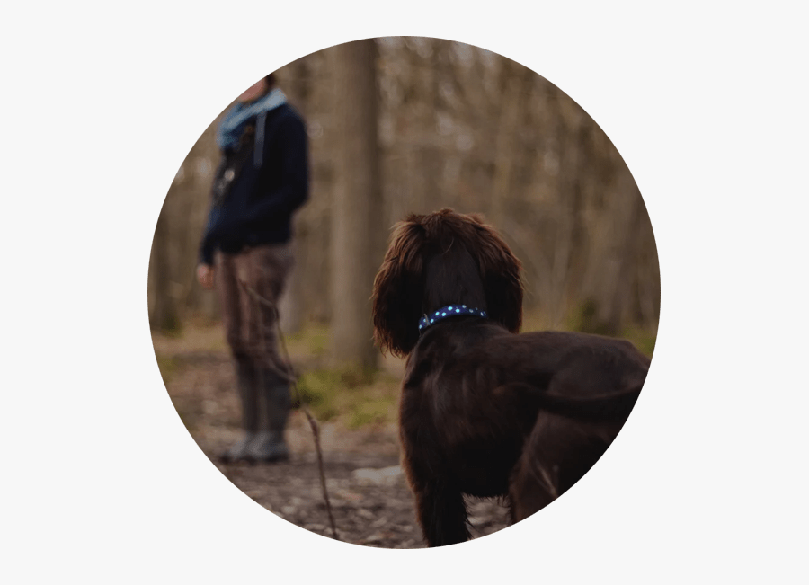 Dog Walking - Dog - Haunted Dog, Transparent Clipart