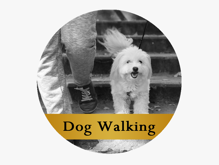 Companion Dog, Transparent Clipart