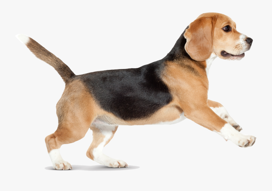 Transparent Dog Walking Clipart - Dog Png Walking, Transparent Clipart