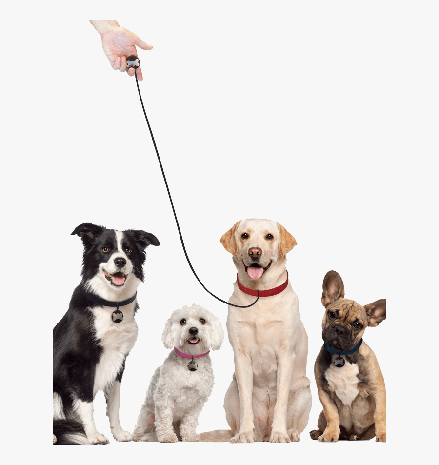 Transparent Dog Leash Png - Great Pet, Transparent Clipart