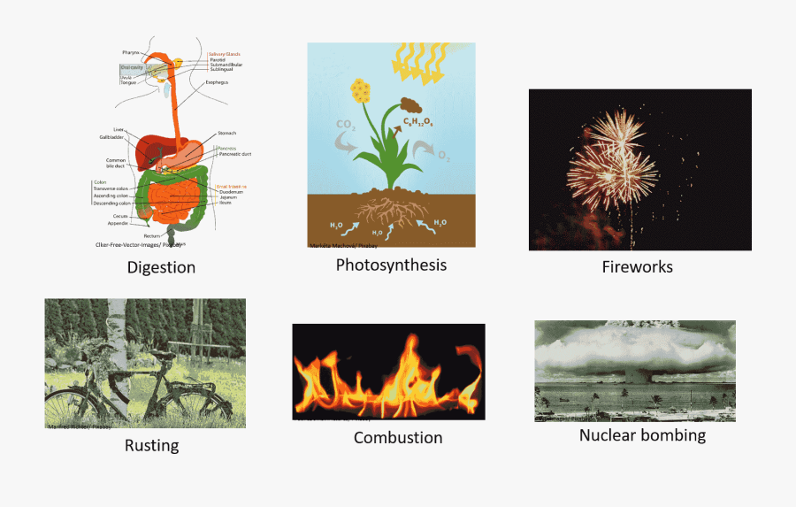 Properties Of Matter - Tree, Transparent Clipart