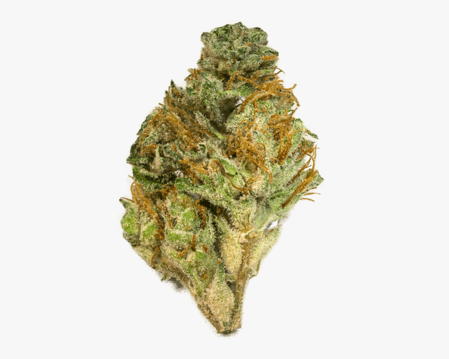 Transparent Weedeater Clipart - Larch, Transparent Clipart