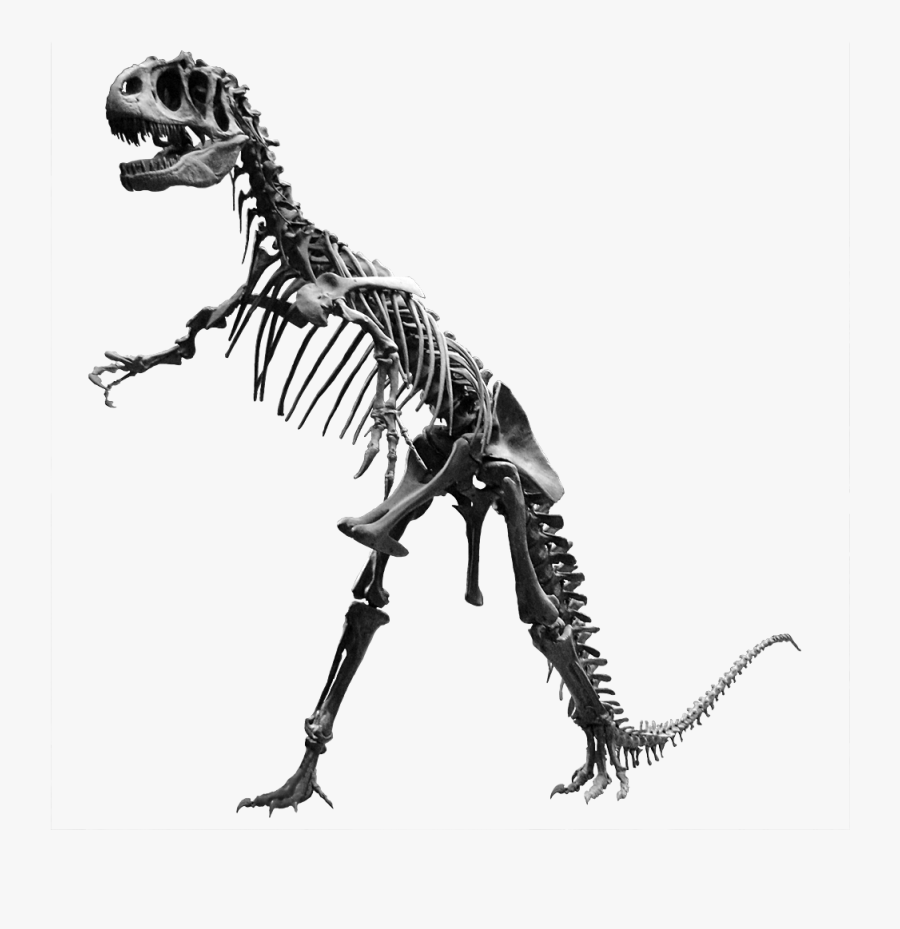 Transparent Dinosaur Bone Clipart - Allosaurus Skeleton Png, Transparent Clipart