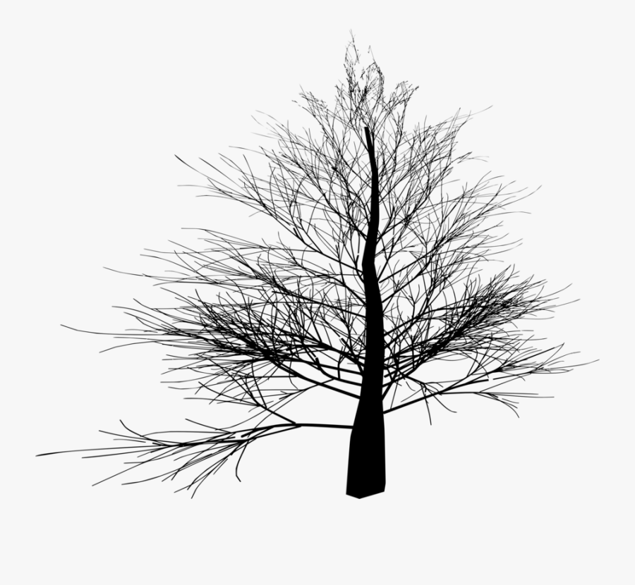 Pine Family,plant,larch - Portable Network Graphics, Transparent Clipart