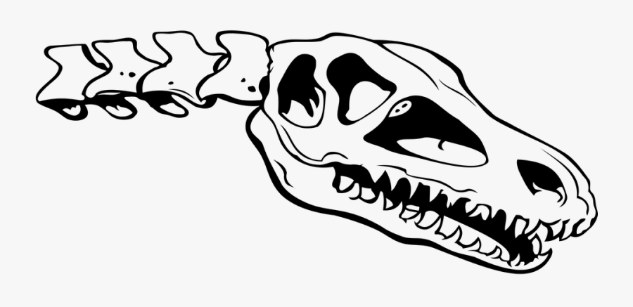 Skull, Skeleton, Bone, Dinosaur, Neck, The Vertebrae - Osso De Dinossauro Para Colorir, Transparent Clipart