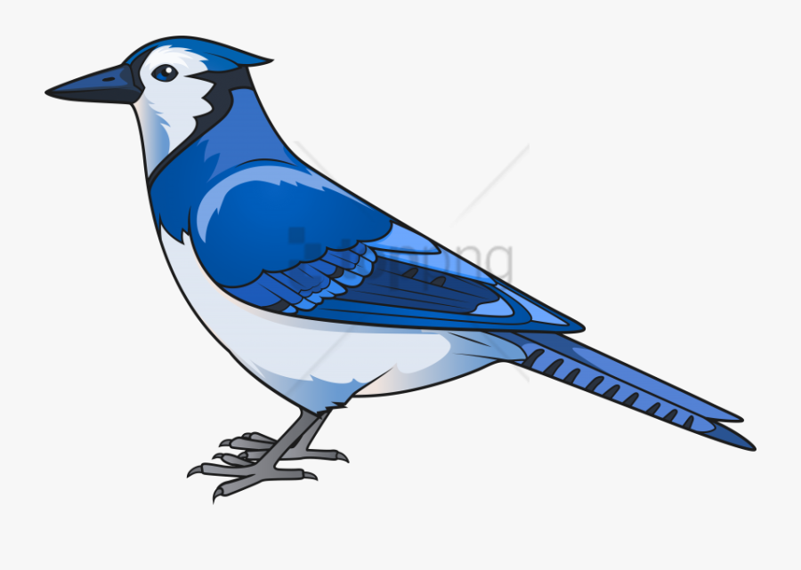 Blue-jay - Blue Jay Bird Clipart, Transparent Clipart