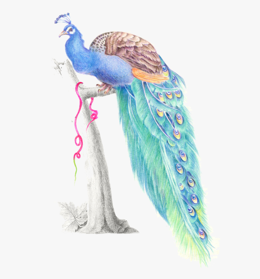 #mq #blue #birds #bird #peacock #watercolor - Peafowl, Transparent Clipart