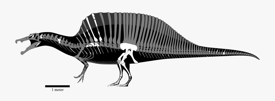Spinosaurus Skeletal, Transparent Clipart