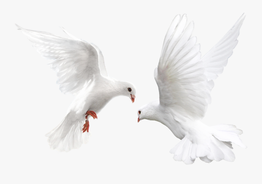 Transparent Pigeons Clipart - Flying Dove, Transparent Clipart