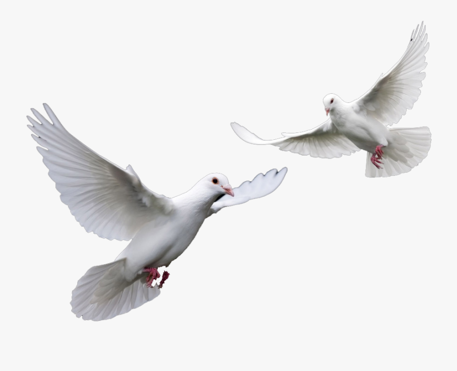Transparent Clipart Doves For Funeral - Doves Png, Transparent Clipart