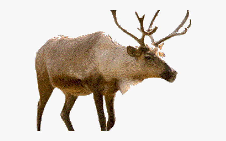 Food Chain Of Carnivorous Animals, Transparent Clipart