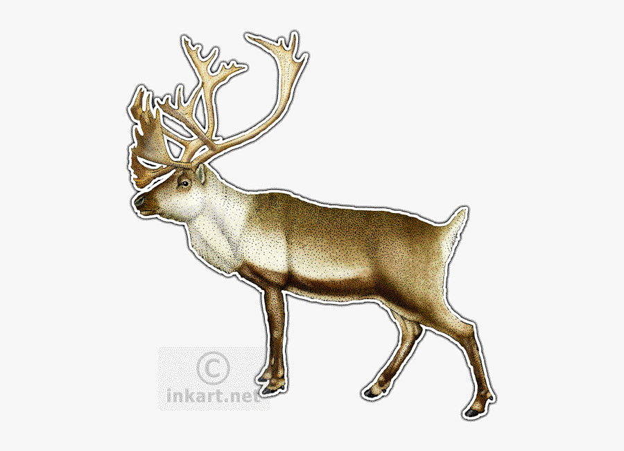 Elk Clipart Caribou - Drawing, Transparent Clipart