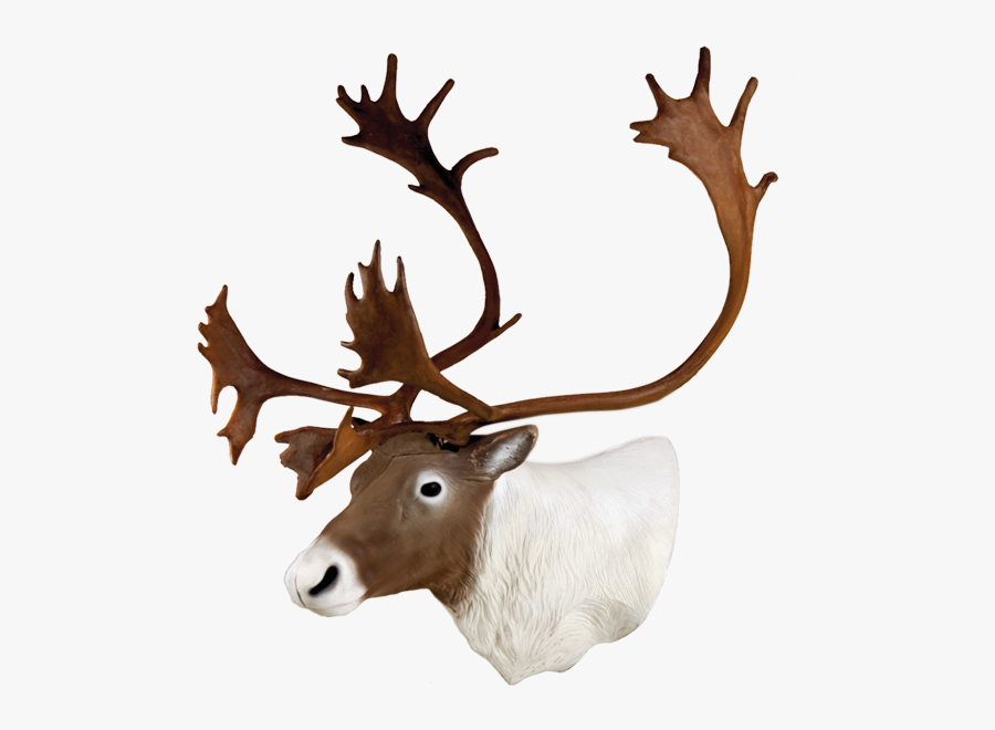 Delta Mckenzie - Caribou Head, Transparent Clipart
