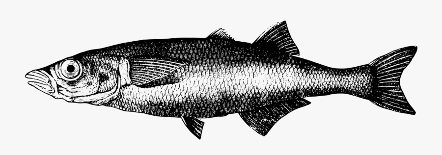 Lake Titicaca Sardine Freshwater Fish - Peces Del Lago Titicaca Dibujo, Transparent Clipart