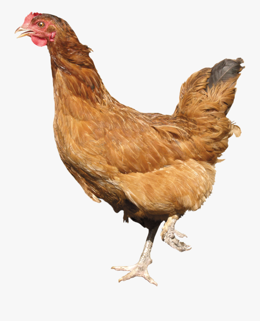 Transparent Cute Chicken Clipart - Chicken Png, Transparent Clipart