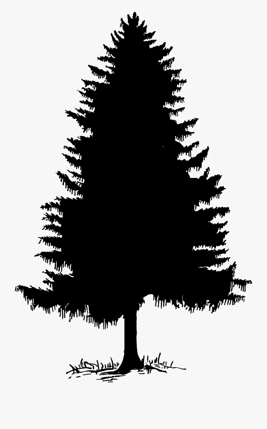 Download Clip Art Tree Silhouette Cedar Pine - Pine Tree Outline ...