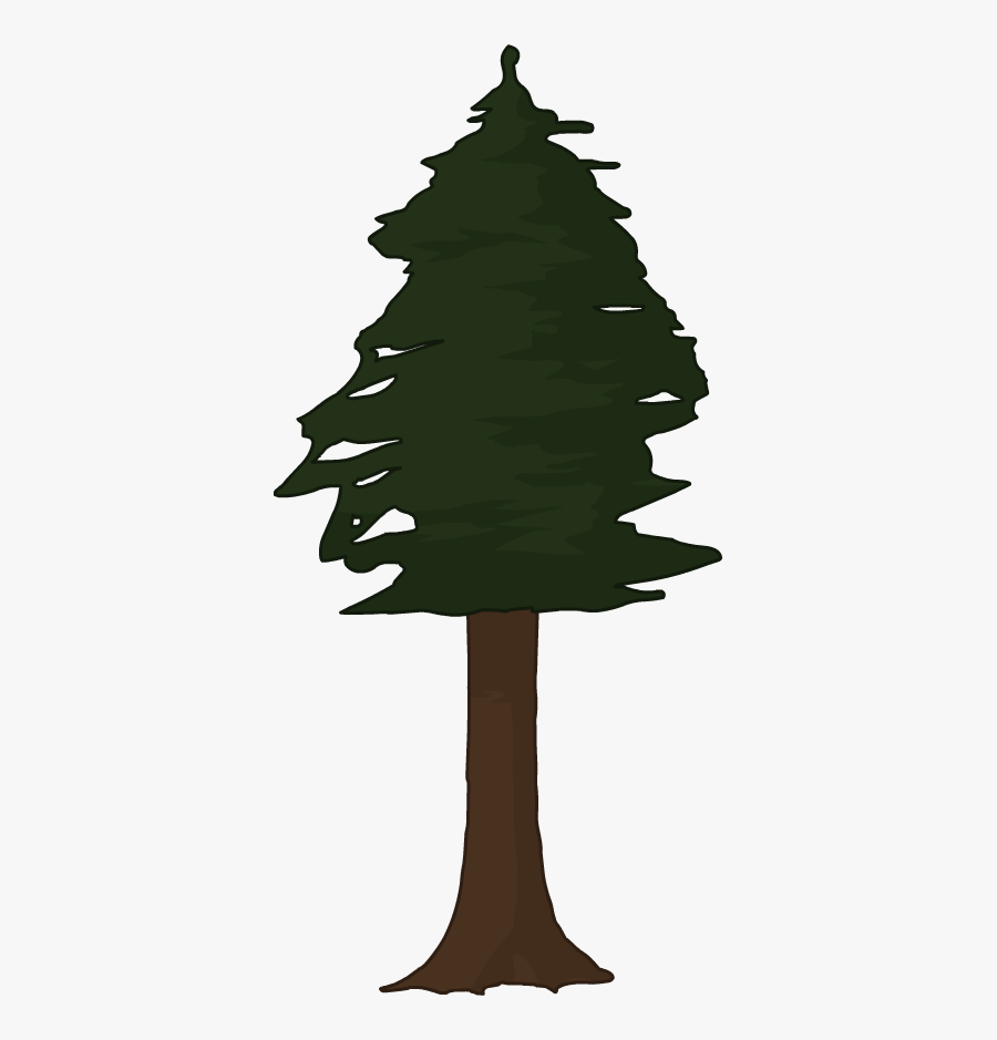 Spruce, Transparent Clipart