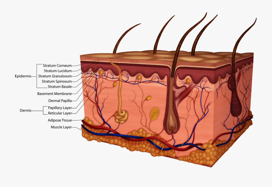 Detailed Skin Layers - Layers Of Skin Stratum Basale, Transparent Clipart