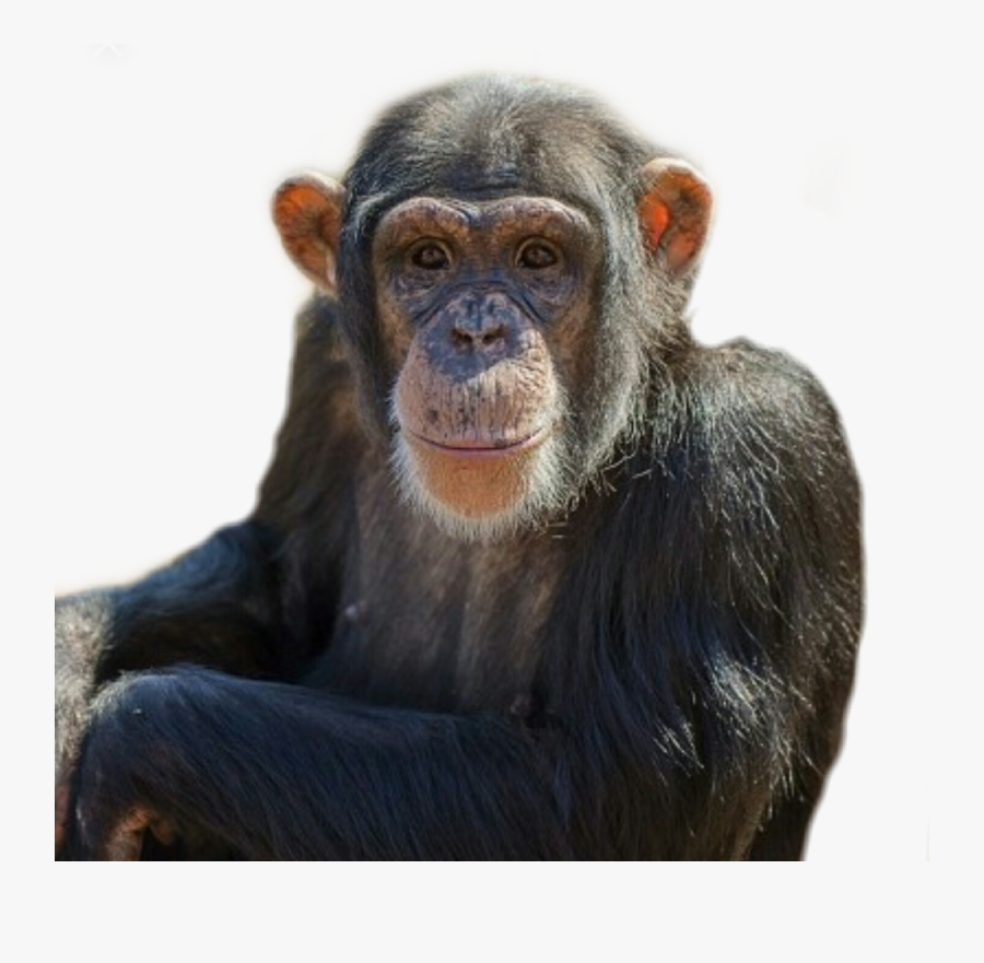 #monkey #animal #chimpanzee #chimp #zoo - Common Chimpanzee, Transparent Clipart