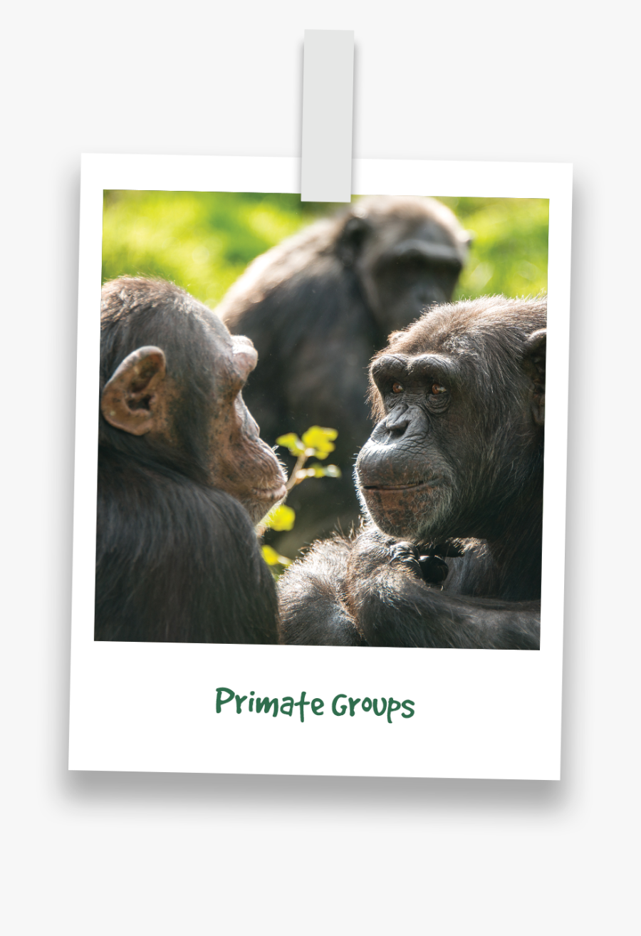 Transparent Chimp Png - Common Chimpanzee, Transparent Clipart
