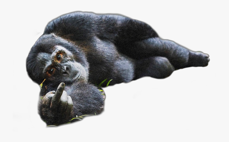 Freetoedit Sticker Chimp Chump - Photography Animal Comedy Wildlife, Transparent Clipart