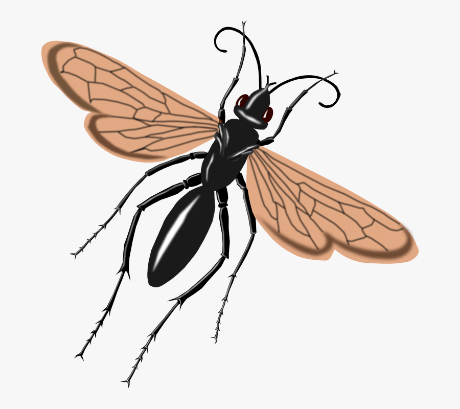 Tarantula Hawk Clipart - Tarantula Hawk Wasp Drawing, Transparent Clipart