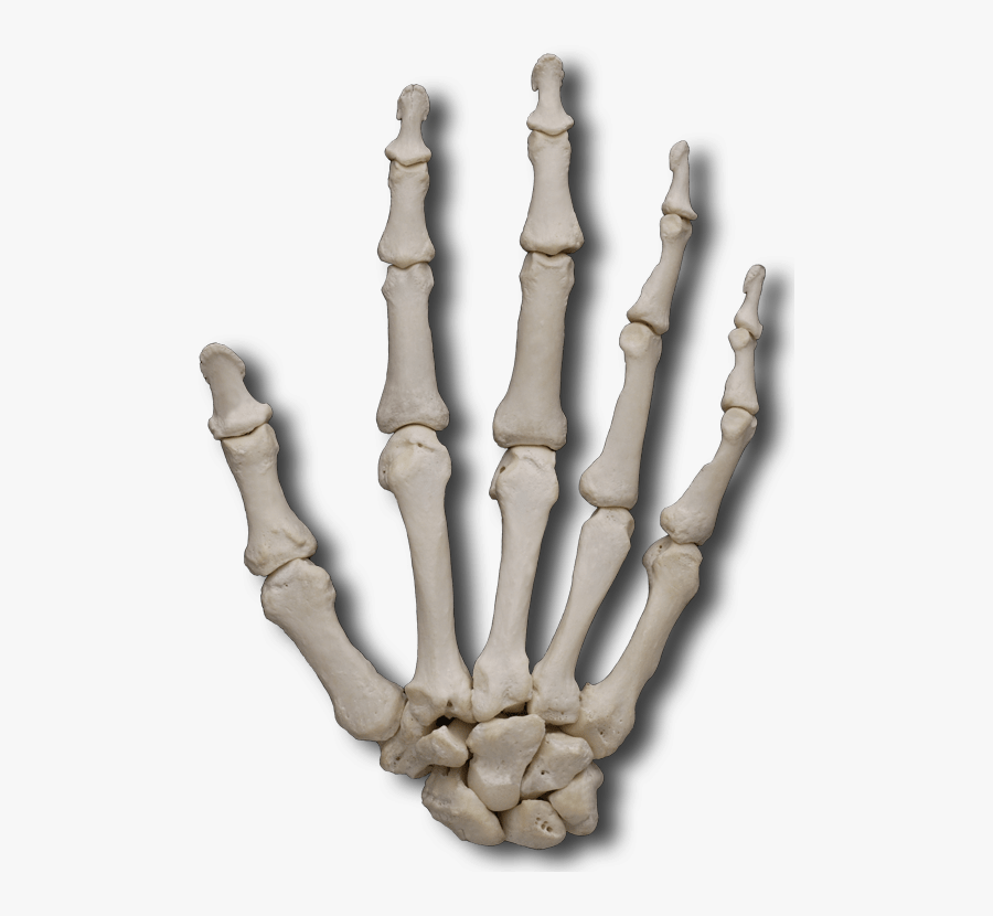 Carpal Bones - Hand Bones Not Labeled, Transparent Clipart