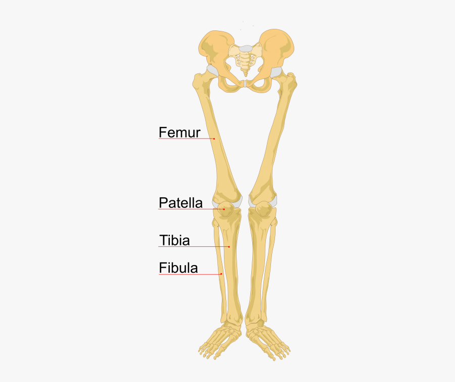 Clip Art Skeleton Hand Labeled - Human Skeleton, Transparent Clipart