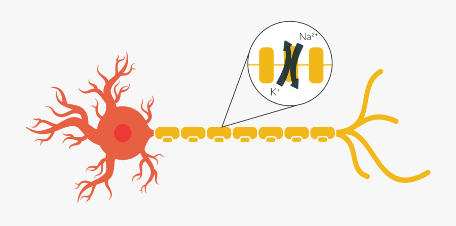 By Zooming In Far Enough, We Can Observe Ion Channels, Transparent Clipart