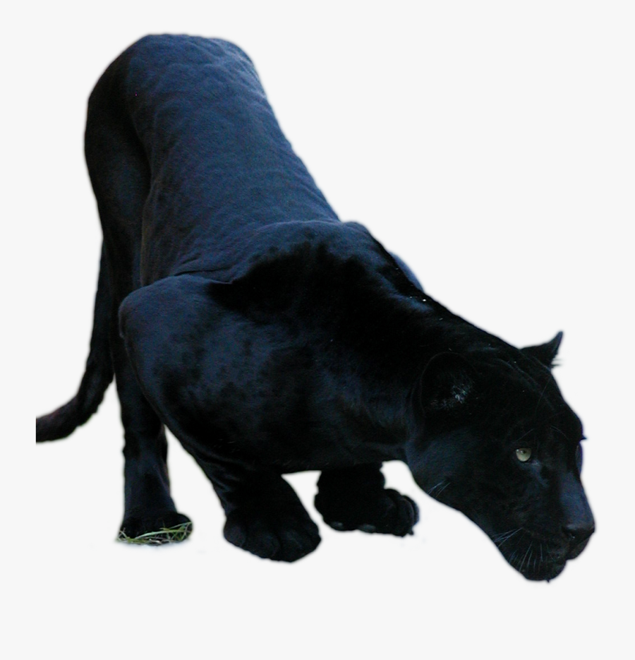 Bull, Transparent Clipart