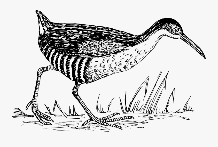 Art,fowl,beak - Duck, Transparent Clipart