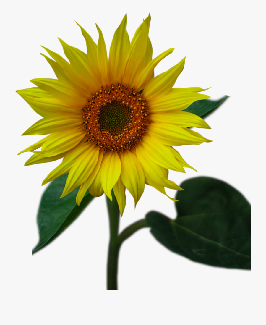 Sunflower, Transparent Clipart