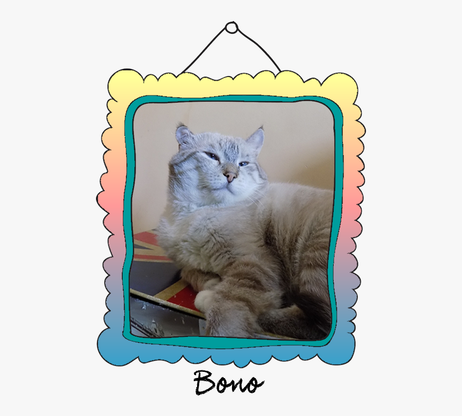 Bono Crossed The Rainbow Bridge On February 26, - Domestic Short-haired Cat, Transparent Clipart