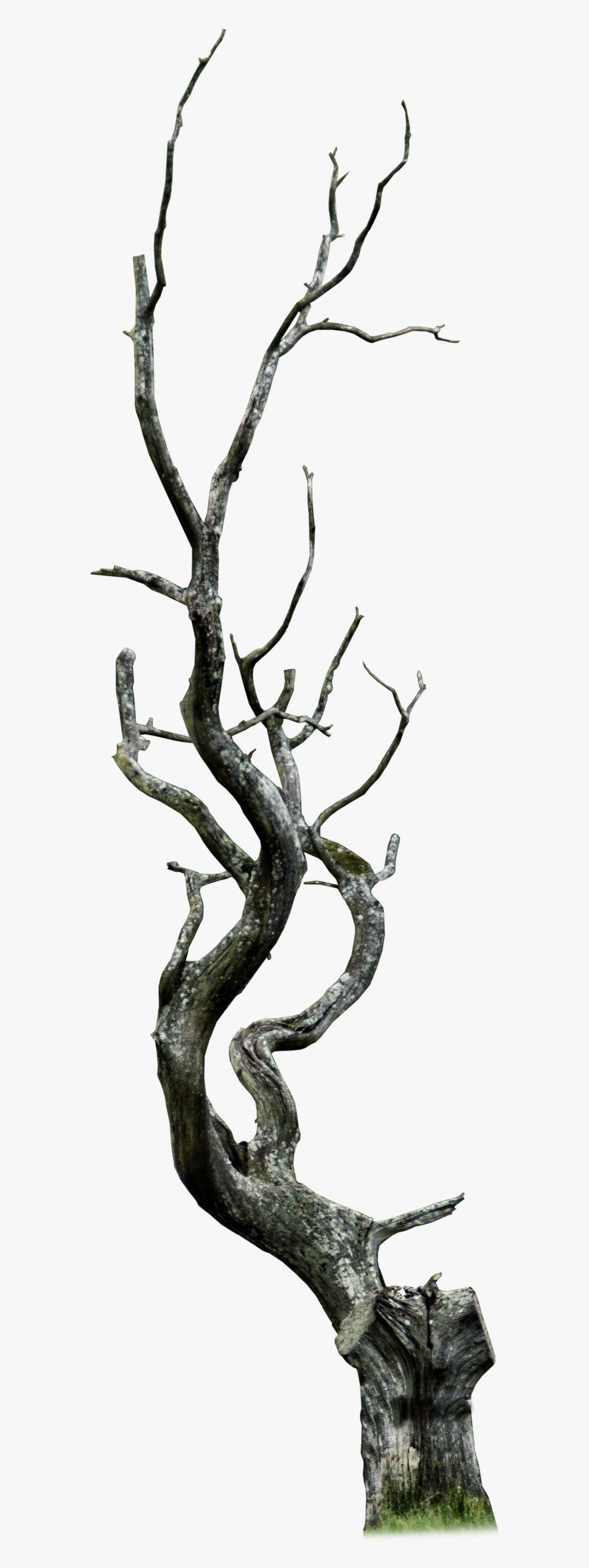 Dead Tree Png - Thorn Branch Png, Transparent Clipart