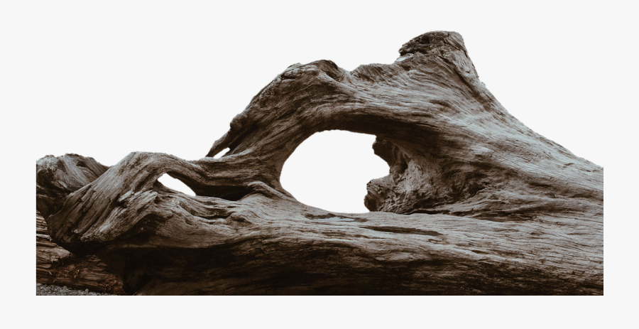 Transparent Driftwood Clipart - Tree Logs Transparent Background, Transparent Clipart